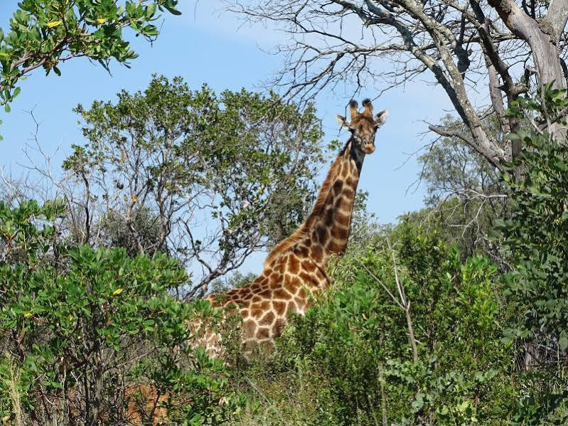 Abba Game Lodge Modimolle Extérieur photo